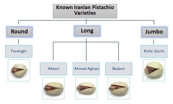 pistachio on tree